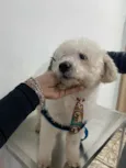 Poodle branco