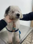 Poodle branco