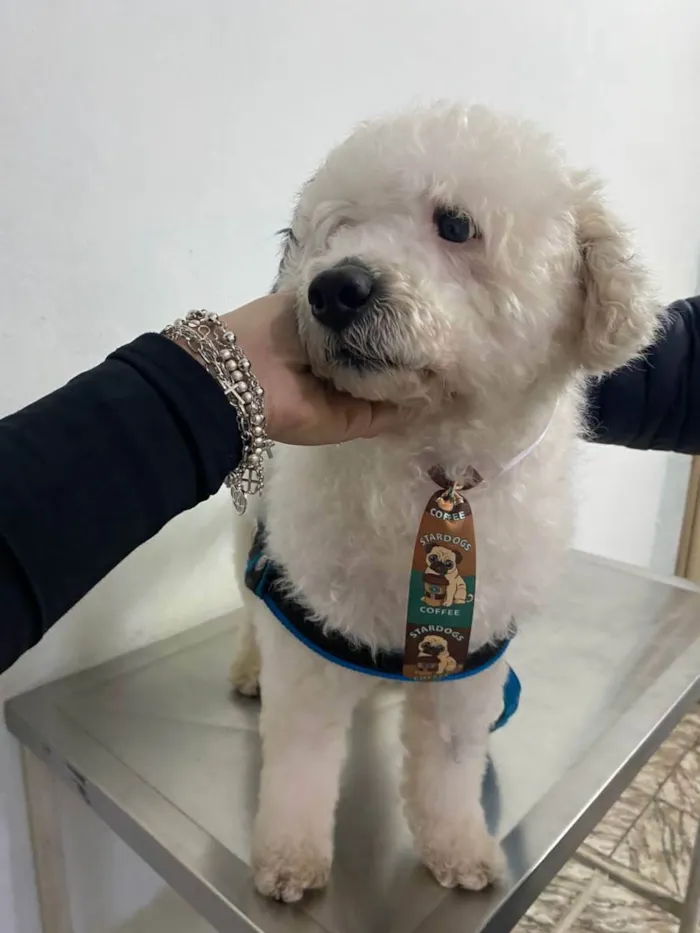 Cachorro ra a Poodle idade 1 ano nome Poodle branco