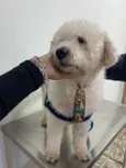 Poodle branco
