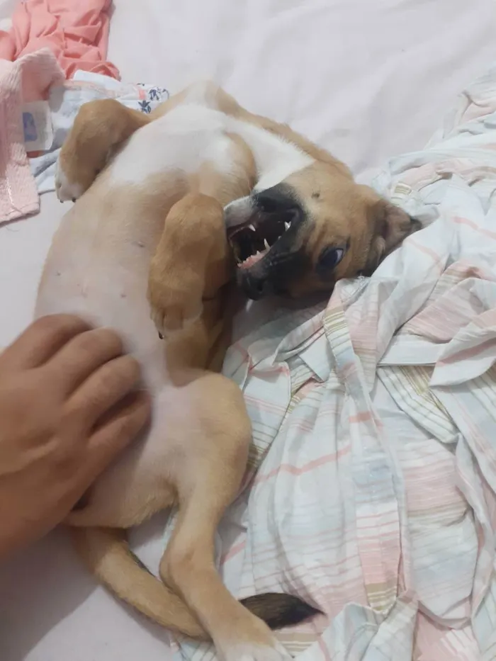 Cachorro ra a Srd idade 2 a 6 meses nome Emília