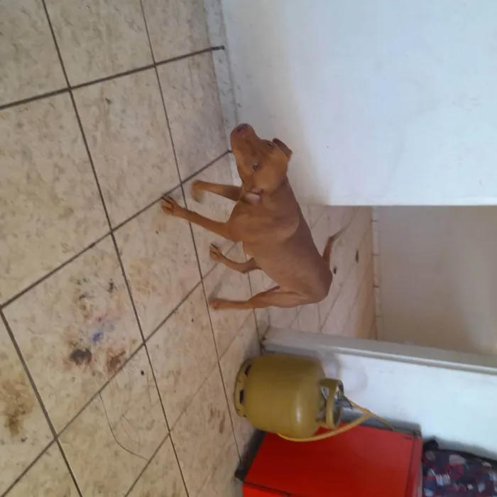Cachorro raça Mestiça pitbul  idade 2 anos nome Matilda