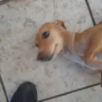Tequia