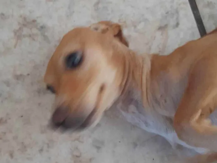 Cachorro raça Pintcher mestiça  idade 1 ano nome Tequia