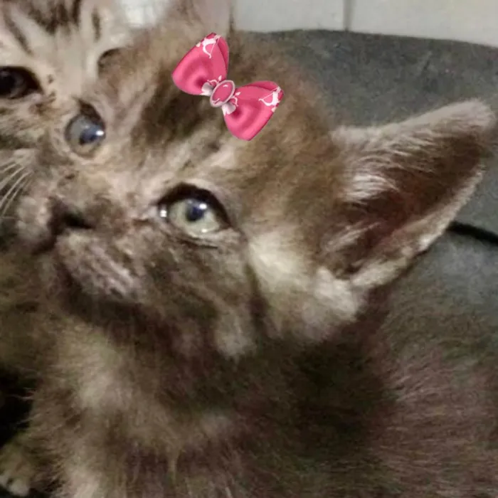 Gato ra a Mestiça  idade 2 a 6 meses nome Mimi 