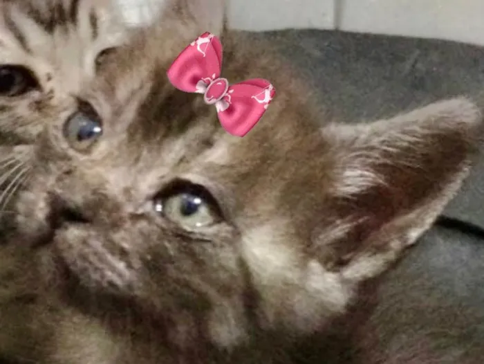 Gato ra a Mestiça  idade 2 a 6 meses nome Mimi 