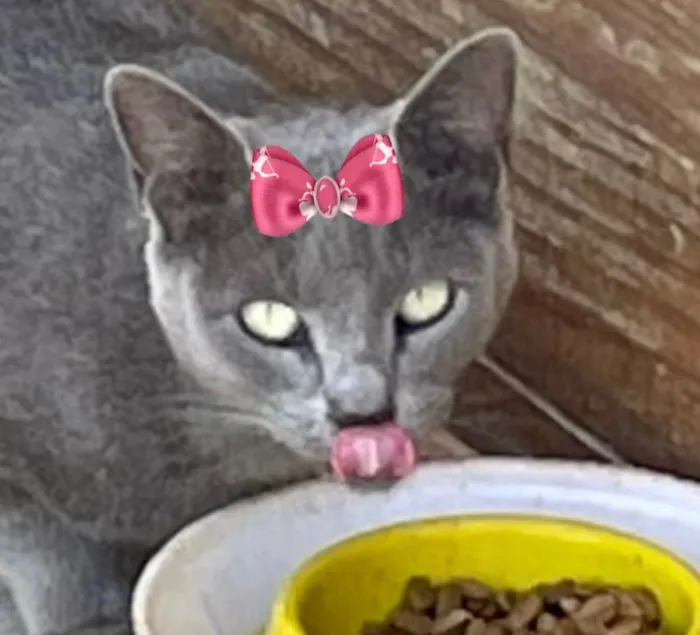 Gato ra a Mestiça  idade 2 a 6 meses nome Cristal 