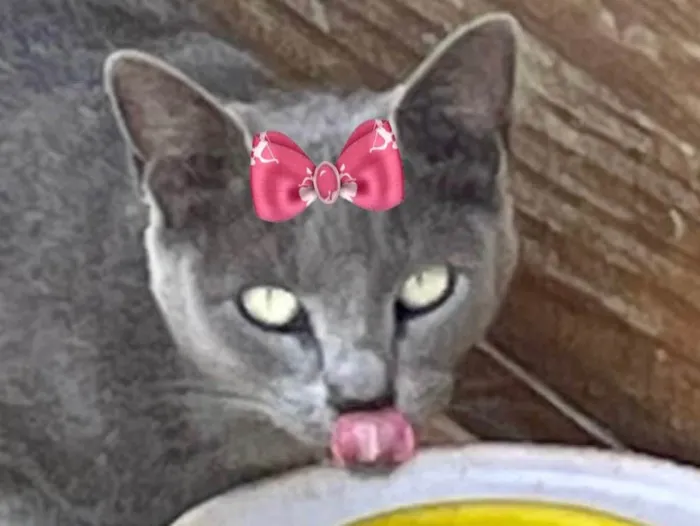 Gato ra a Mestiça  idade 2 a 6 meses nome Cristal 