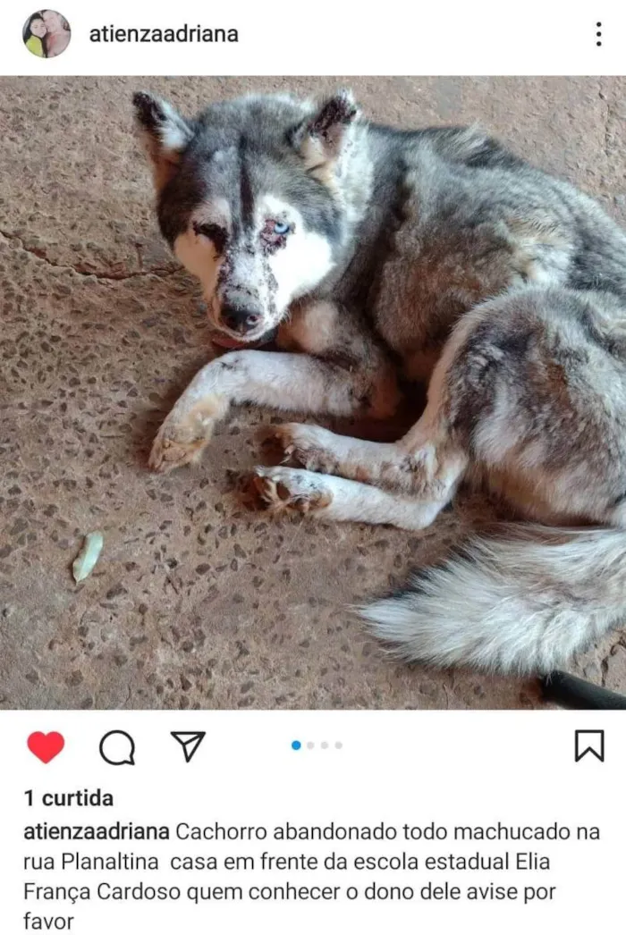 Cachorro ra a Husky Siberiano idade 2 anos nome Hanski