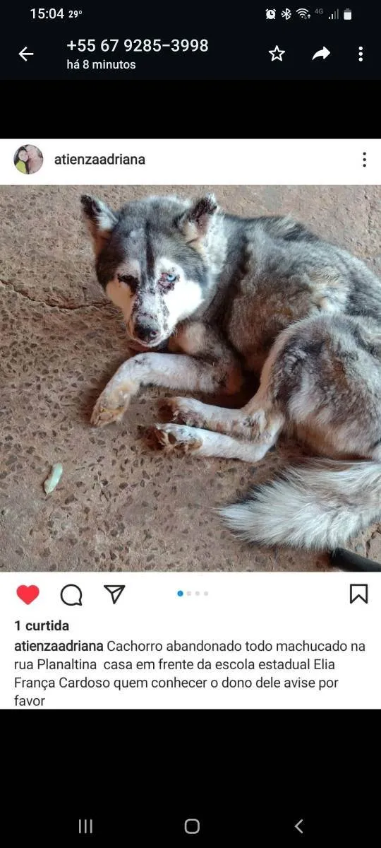 Cachorro ra a Husky Siberiano idade 2 anos nome Hanski