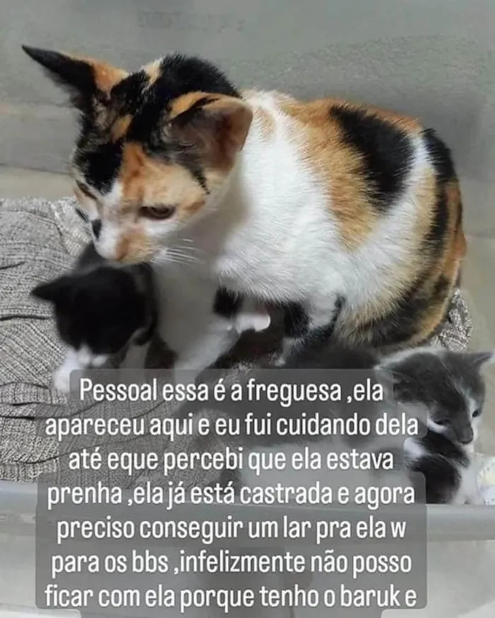 Gato ra a  idade Abaixo de 2 meses nome Quarteto fantástico