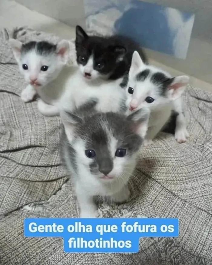 Gato ra a  idade Abaixo de 2 meses nome Quarteto fantástico