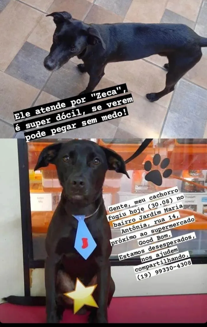 Cachorro ra a Vira lata  idade 2 anos nome Zeca