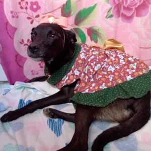 Cachorro raça Srd idade  nome Pelota negra