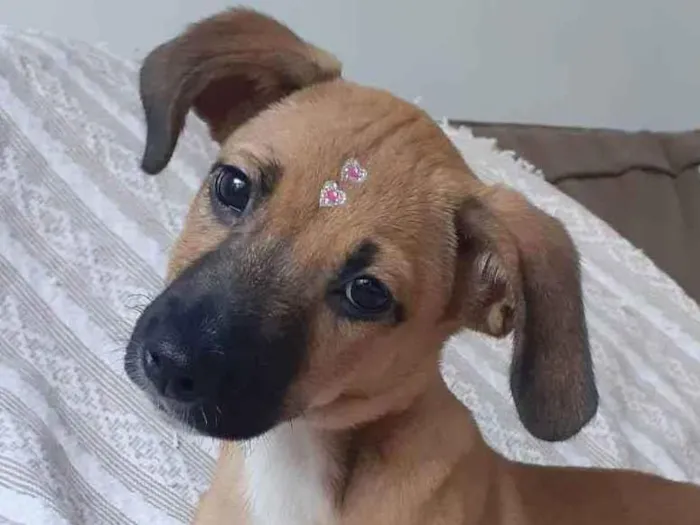 Cachorro ra a Srd idade 2 a 6 meses nome Emília