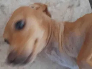 Cachorro raça Pintcher mestiça  idade 1 ano nome Tequia