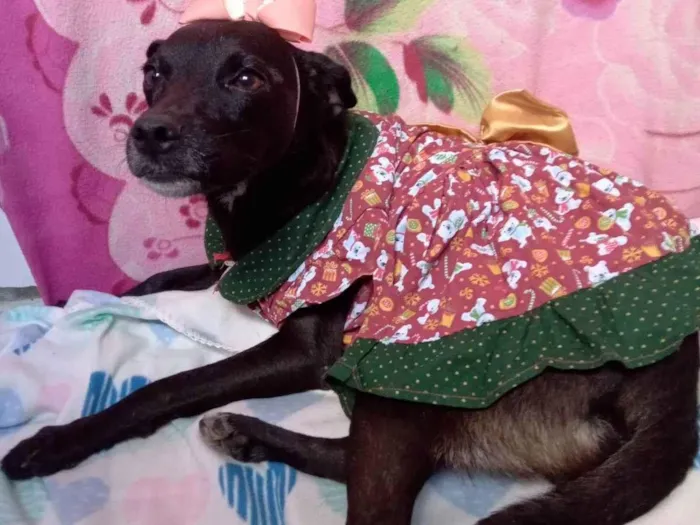 Cachorro raça Srd idade  nome Pelota negra