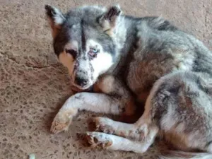 Cachorro raça Husky Siberiano idade 2 anos nome Hanski