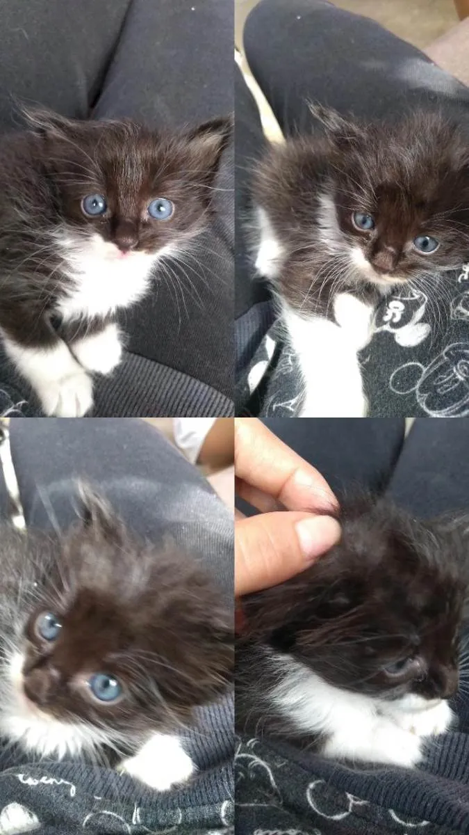Gato raça  idade 2 a 6 meses nome Angel