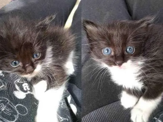 Gato raça  idade 2 a 6 meses nome Angel