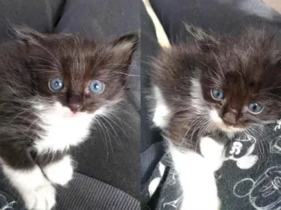 Gato raça  idade 2 a 6 meses nome Angel