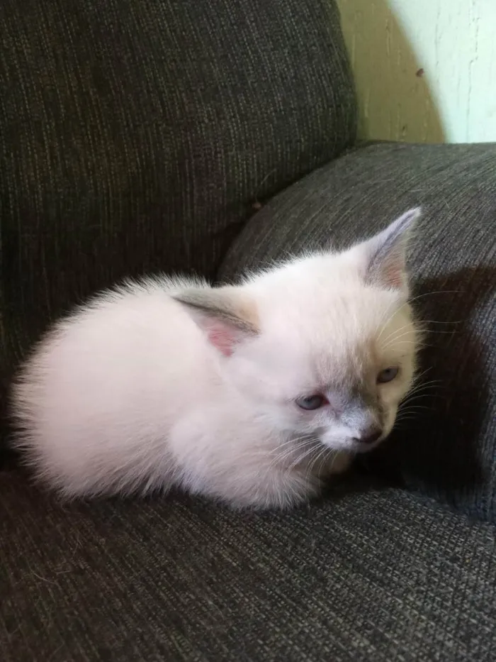 Gato ra a Ragamuffin idade Abaixo de 2 meses nome Maycon