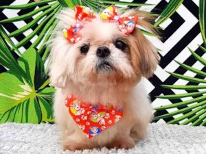 Cachorro raça Shitsu  idade 6 ou mais anos nome Bruchinha 