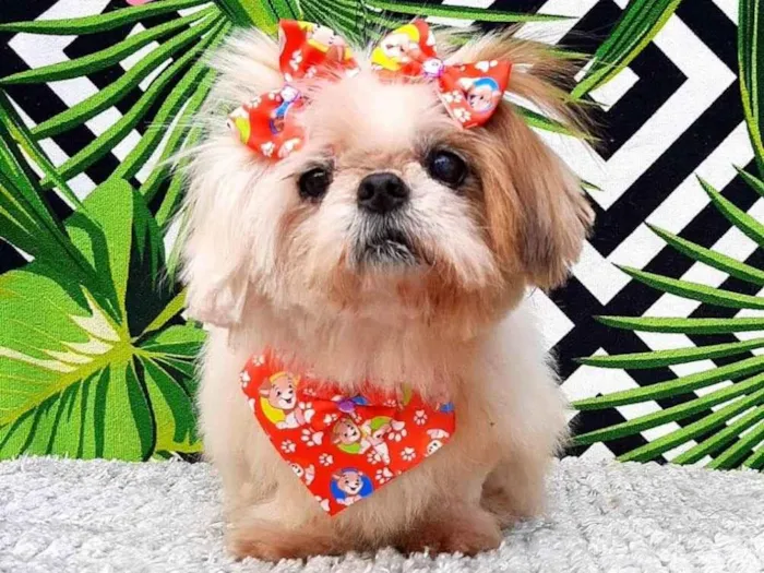 Cachorro raça Shitsu  idade 6 ou mais anos nome Bruchinha 