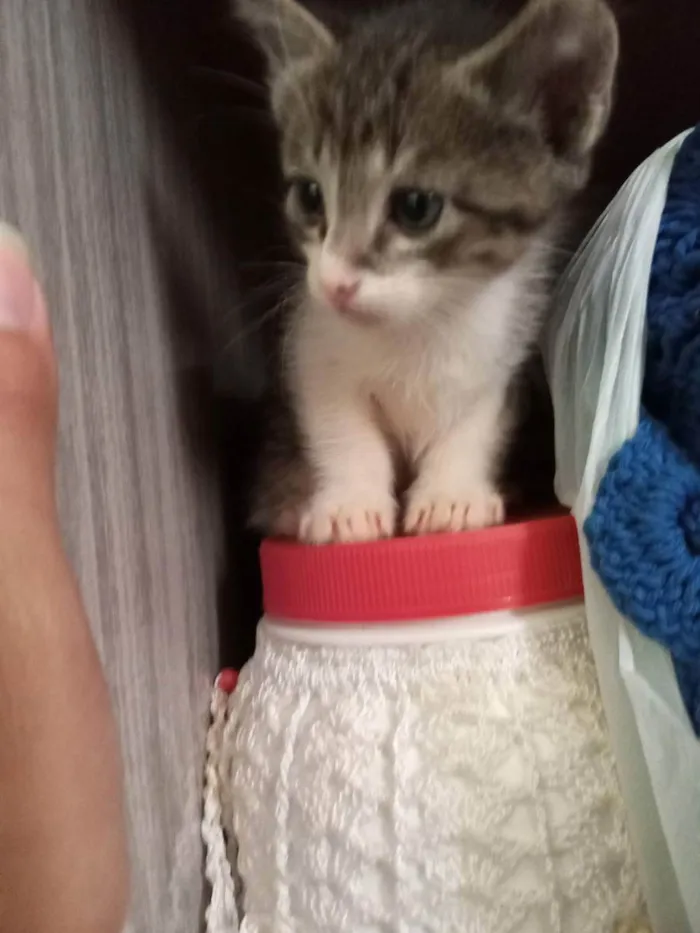 Gato ra a Ragamuffin idade Abaixo de 2 meses nome Toddy