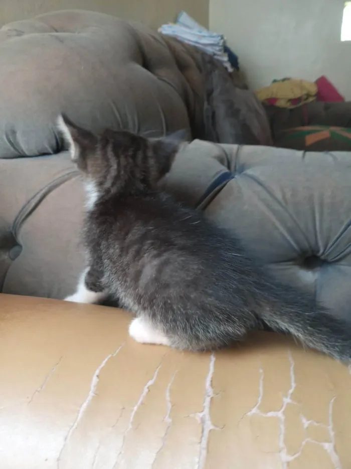 Gato ra a Ragamuffin idade Abaixo de 2 meses nome Toddy