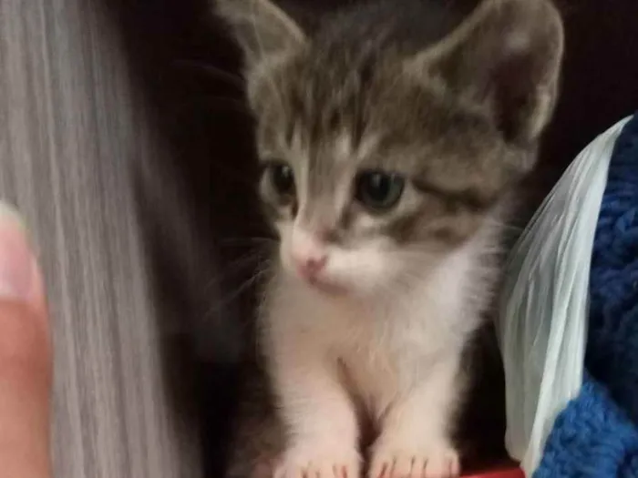 Gato ra a Ragamuffin idade Abaixo de 2 meses nome Toddy