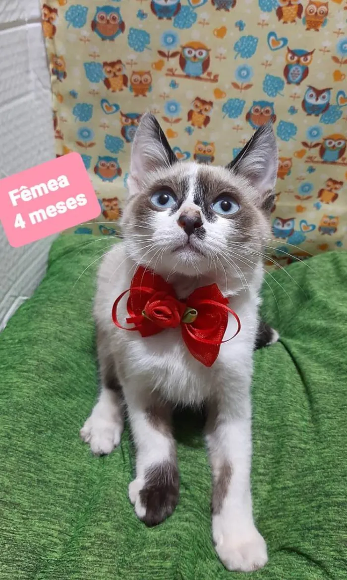 Gato raça Srd idade 2 a 6 meses nome Princess 