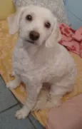 Duas poodles