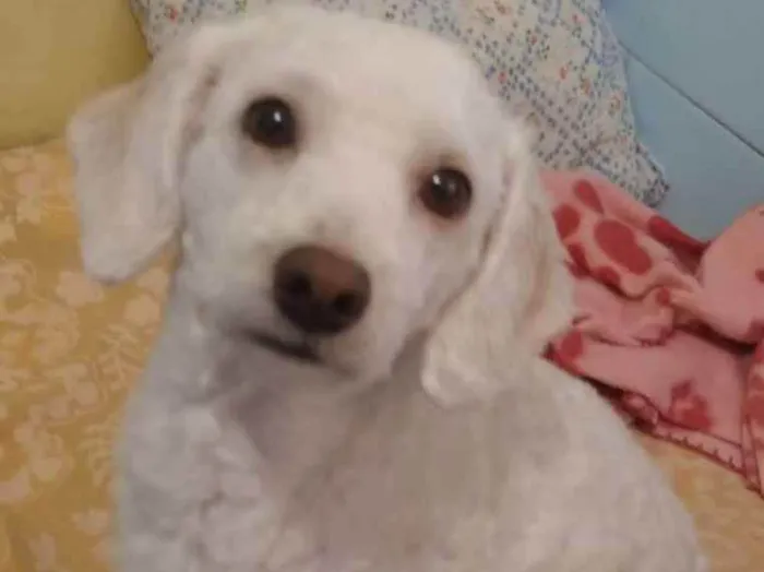 Cachorro ra a Poodle  idade 2 anos nome Duas poodles