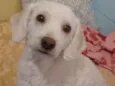 Duas poodles