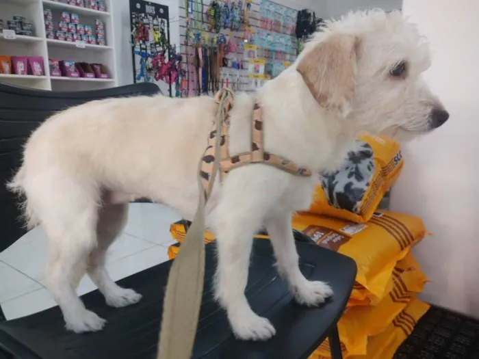 Cachorro ra a Poodle  idade 2 anos nome Duas poodles