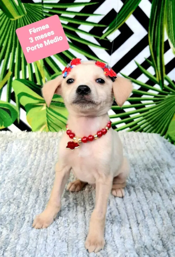 Cachorro raça Srd idade 2 a 6 meses nome Brity