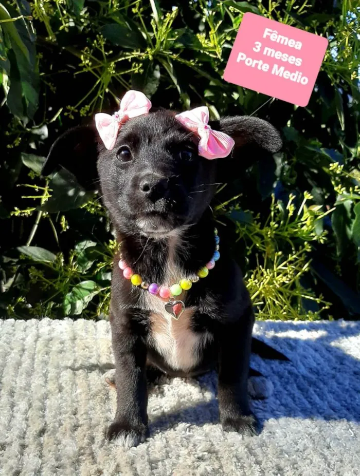 Cachorro raça Srd idade 2 a 6 meses nome Ursula 