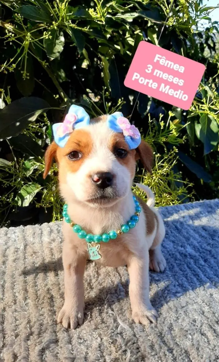 Cachorro raça Srd idade 2 a 6 meses nome Lindinha 