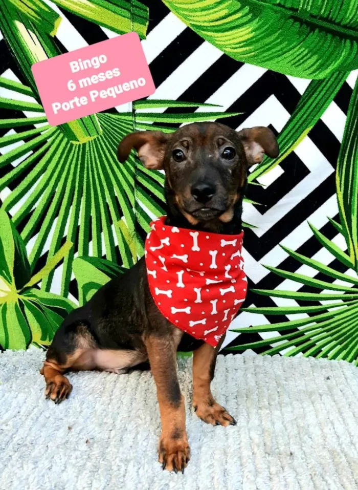Cachorro raça Srd idade 2 a 6 meses nome Bingo 