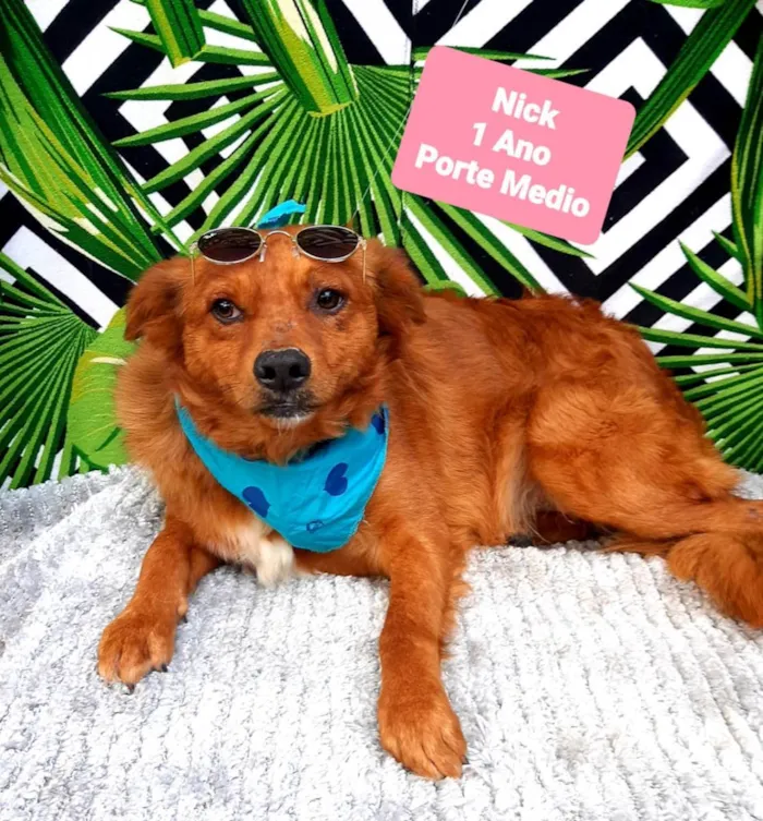 Cachorro raça Srd idade 1 ano nome Nick 