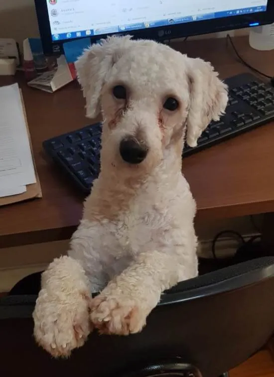 Cachorro ra a Poodle idade 2 anos nome Toy