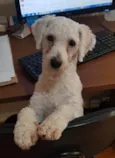 Toy