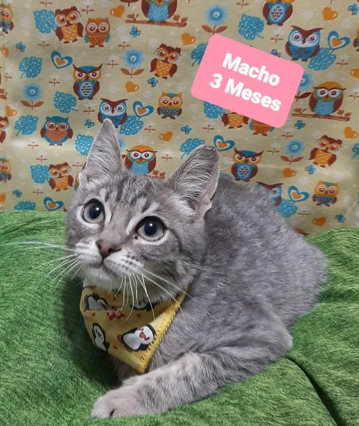 Gato raça Srd idade 2 a 6 meses nome Artur 