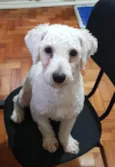 Toy