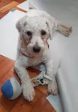 Toy