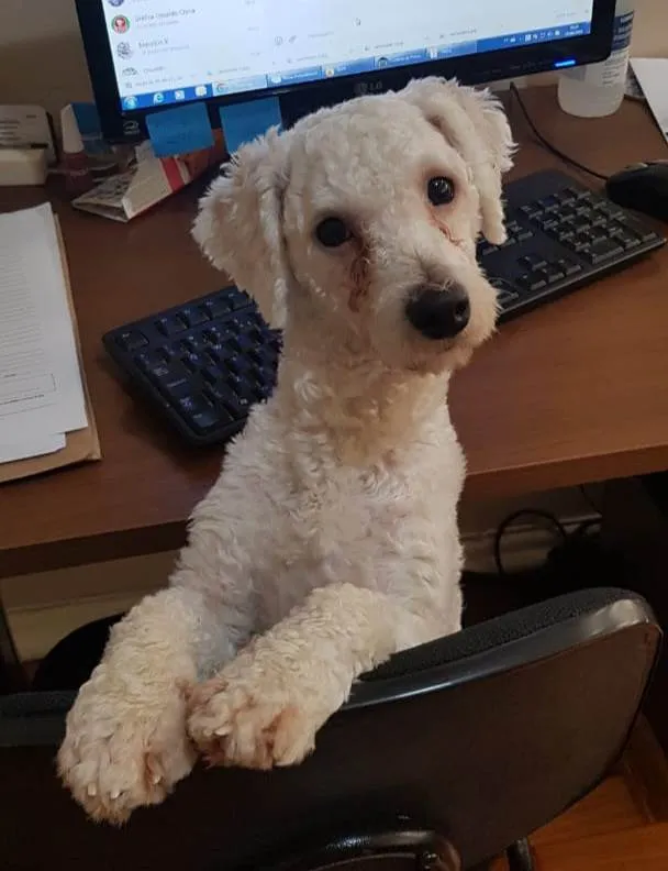 Cachorro ra a Poodle idade 2 anos nome Toy
