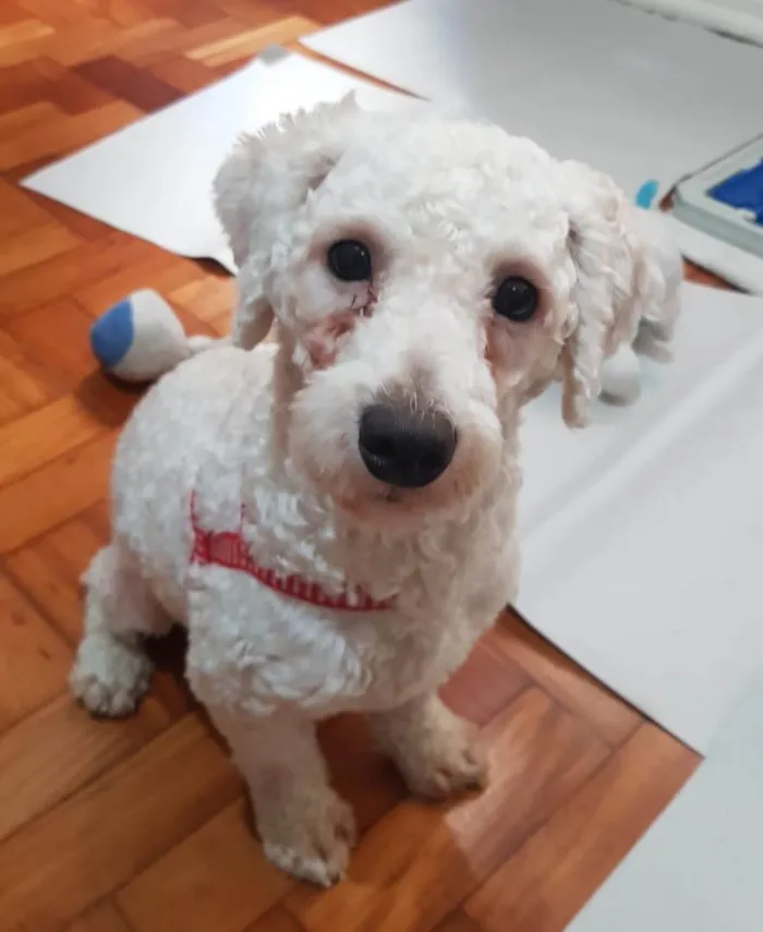 Cachorro ra a Poodle idade 2 anos nome Toy