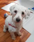 Toy