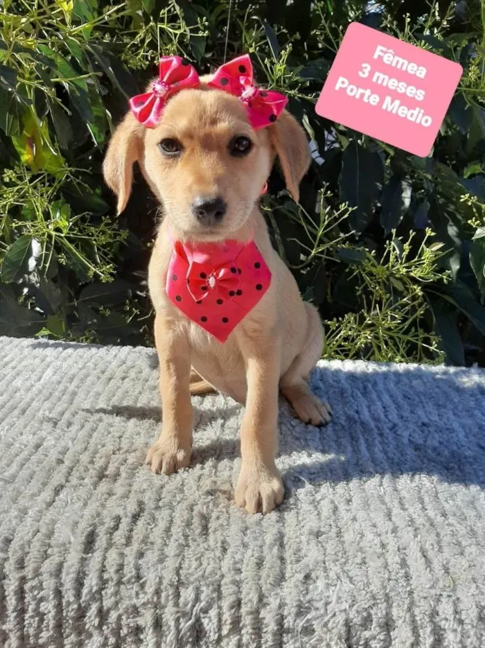 Cachorro raça Srd idade 2 a 6 meses nome Lara